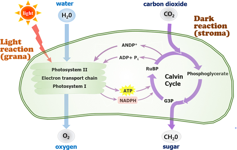 Fig. 1