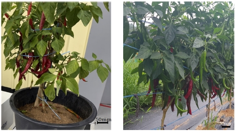 Fig. 12