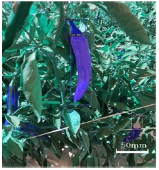 Fig. 13